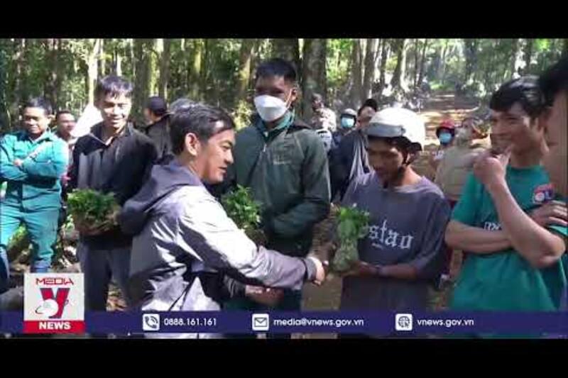 Huyện Tu Mơ Rông cấp 12000 cây Sâm giống Thủ tướng tặng cho hộ nghèo