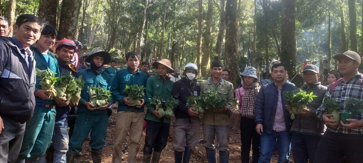 UBND huyện Tu Mơ Rông (Kon Tum) tổ chức phân phát 12.000 cây giống sâm Ngọc Linh do Thủ tướng tặng - Ảnh: UBND Huyện Tu Mơ Rông